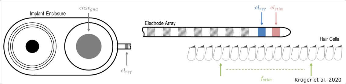 Schematic drawing of an ECochG measurement.